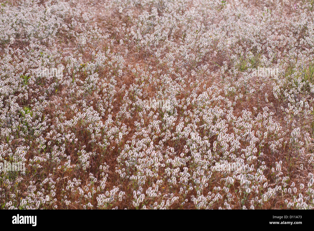 Haresfoot Clover (Trifolium arvense) mass flowering. Bouches-du-Rhône, Provence, France. June. Stock Photo