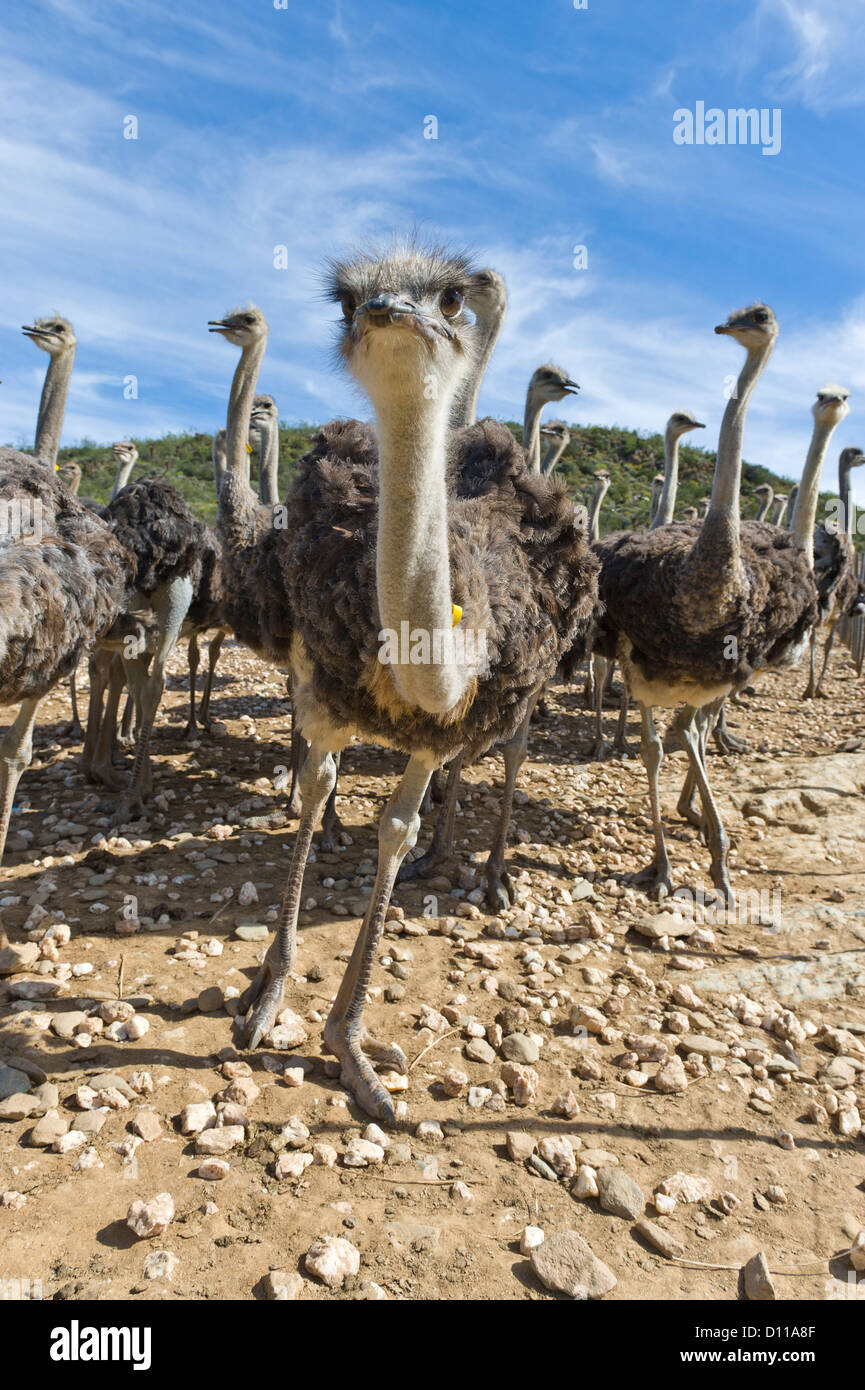 Commercial Ostrich farm, Oudtshoorn, Western Cape, South Africa Stock Photo