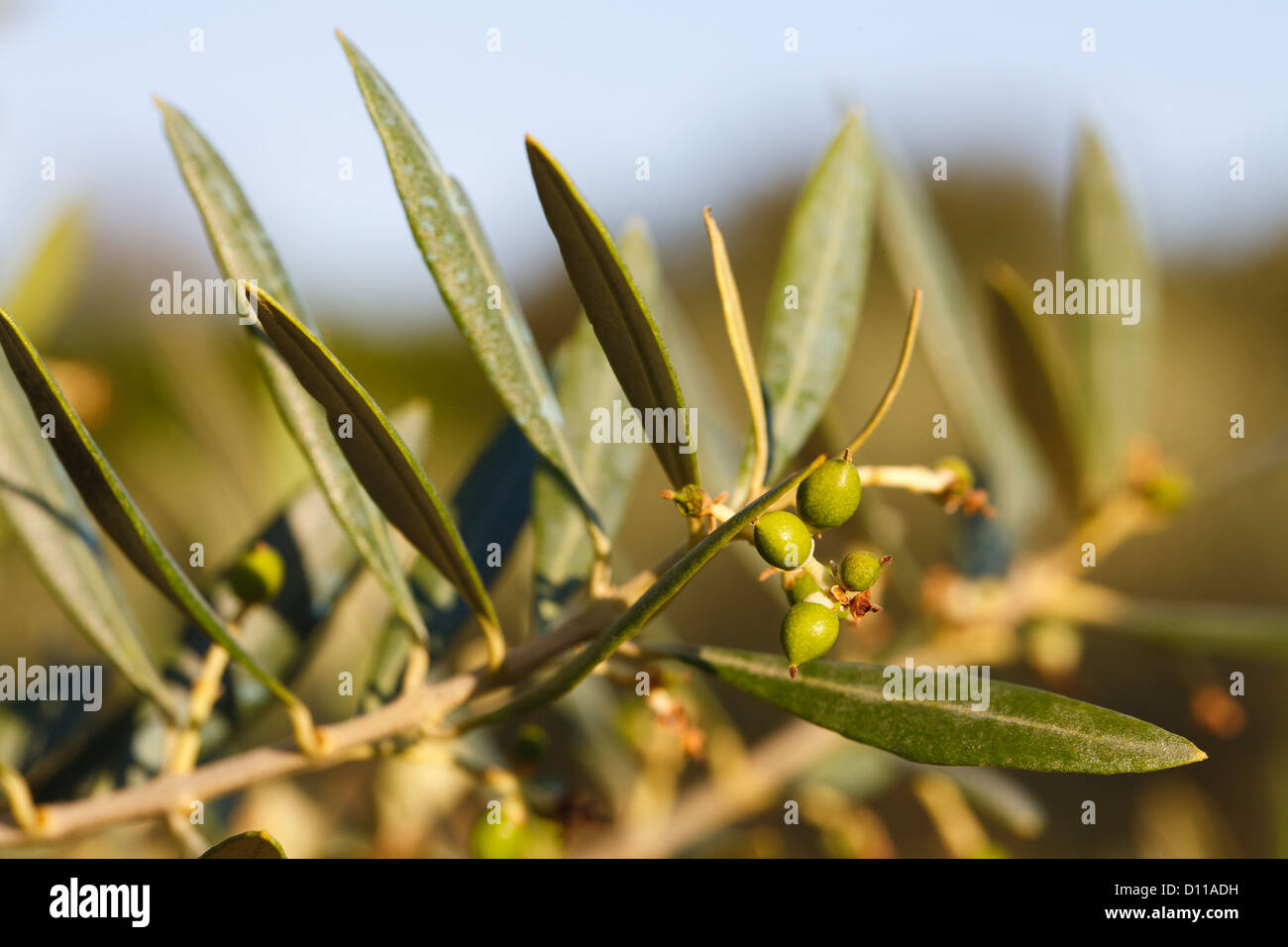 Olive tree (Olea europea) fruit forming on a tree in an orchard. Bouches-du-Rhône, Provence, France. June. Stock Photo