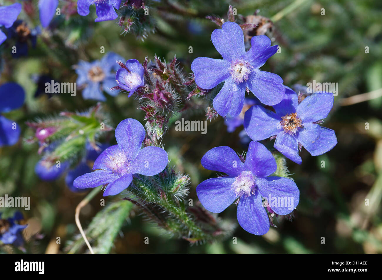 Flowers of Large Blue Alkanet (Anchusa azurea). Chaîne des Alpilles, Bouches-du-Rhône, Provence, France. June. Stock Photo