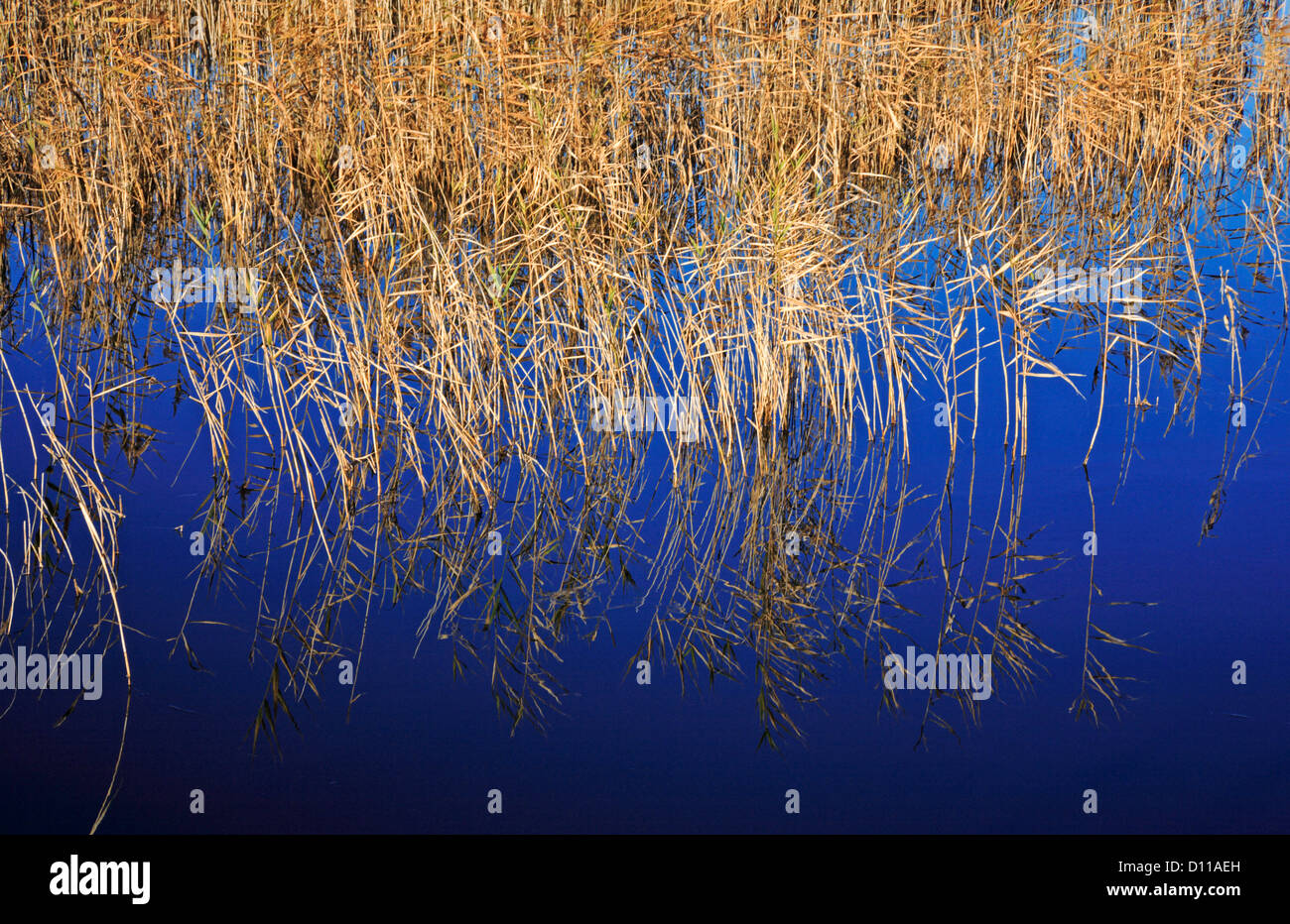 A view of Common Reed reflected in a watercourse by the River Yare at Limpenhoe, near Reedham, Norfolk, England, United Kingdom. Stock Photo