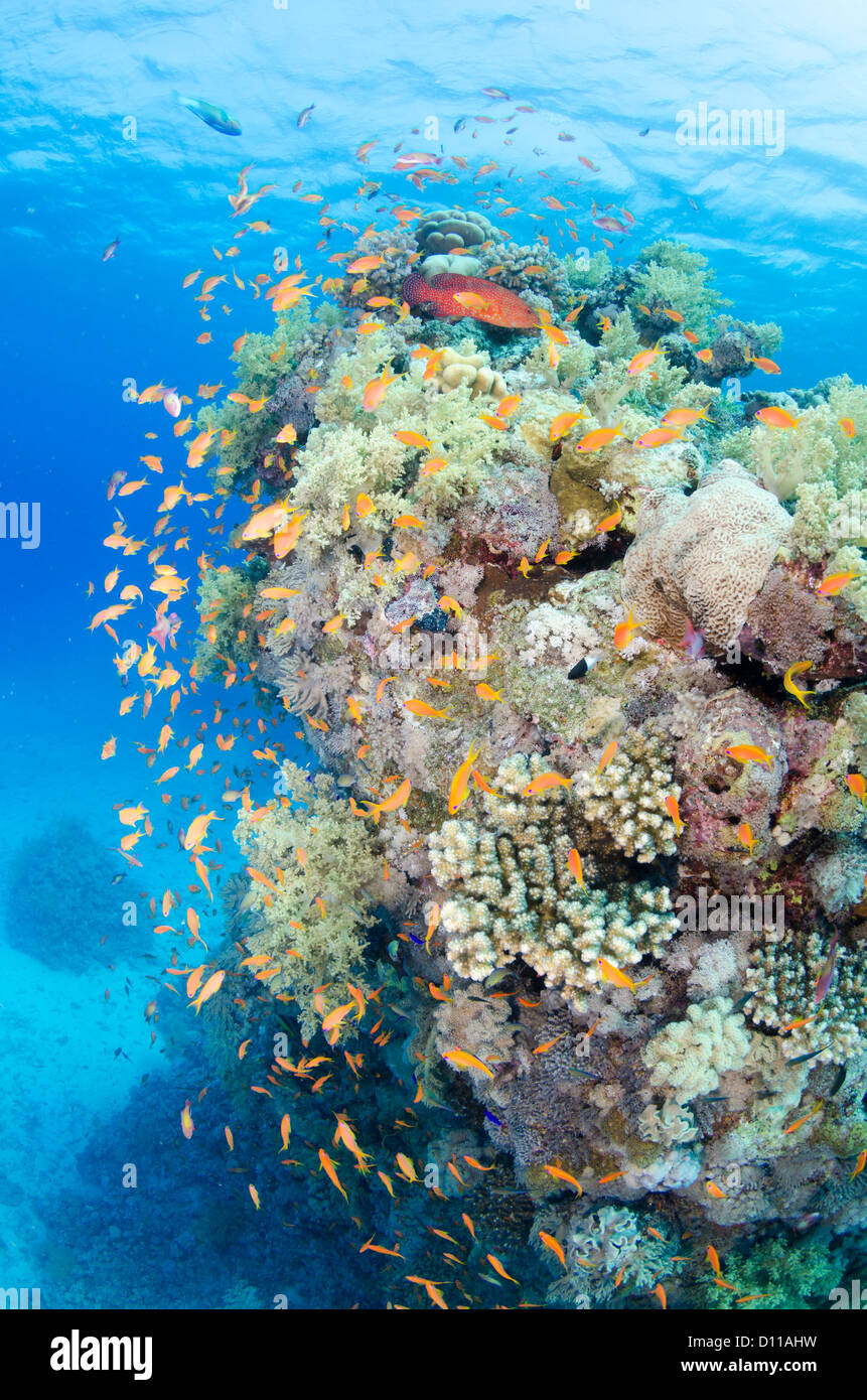 Red Sea coral reef, Safaga, Egypt, Red Sea, Indian Ocean Stock Photo