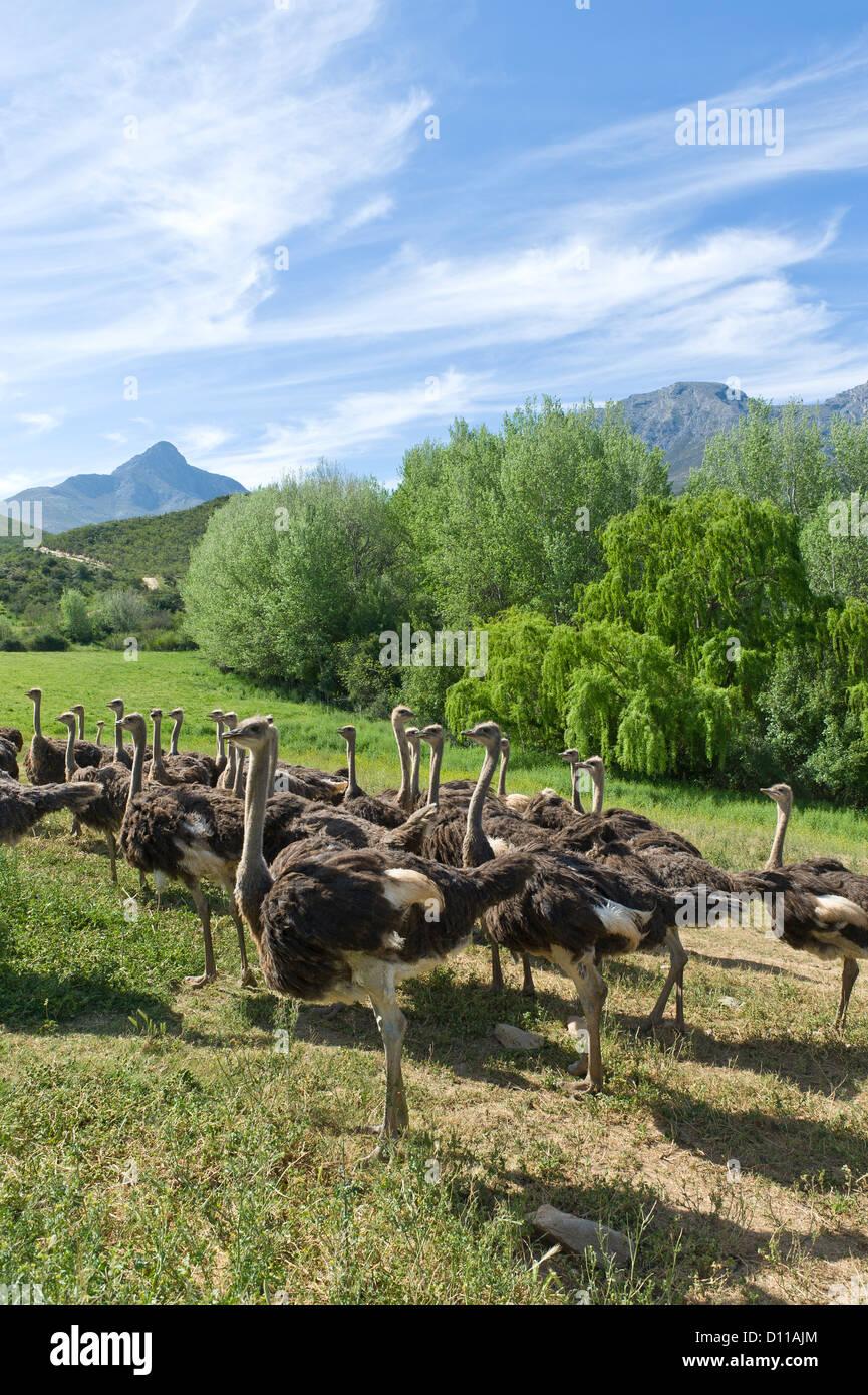 Commercial Ostrich farm, Oudtshoorn, Western Cape, South Africa Stock Photo