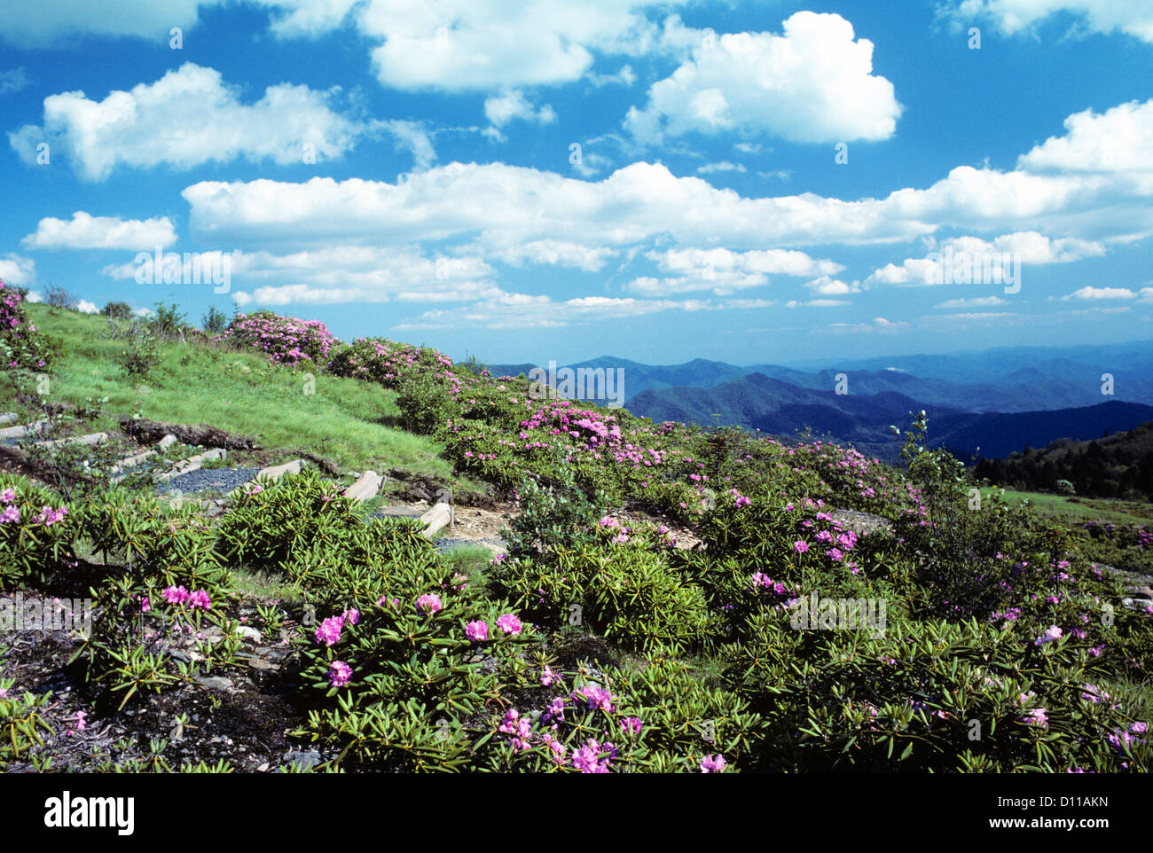 Rhododendrons On Roan Mountain Tennessee Stock Photo Alamy