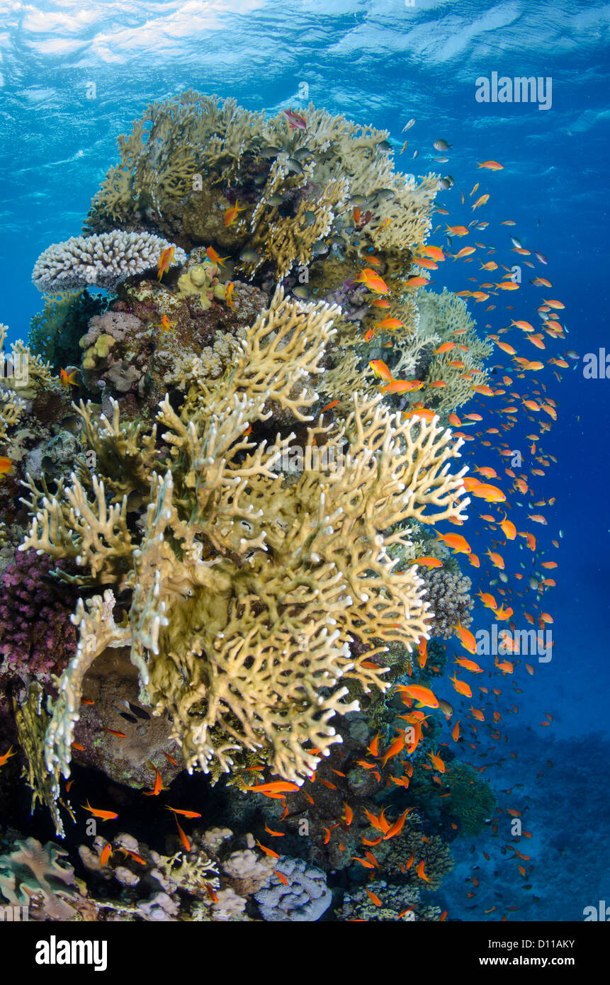Red Sea coral reef, Safaga, Egypt, Red Sea, Indian Ocean Stock Photo