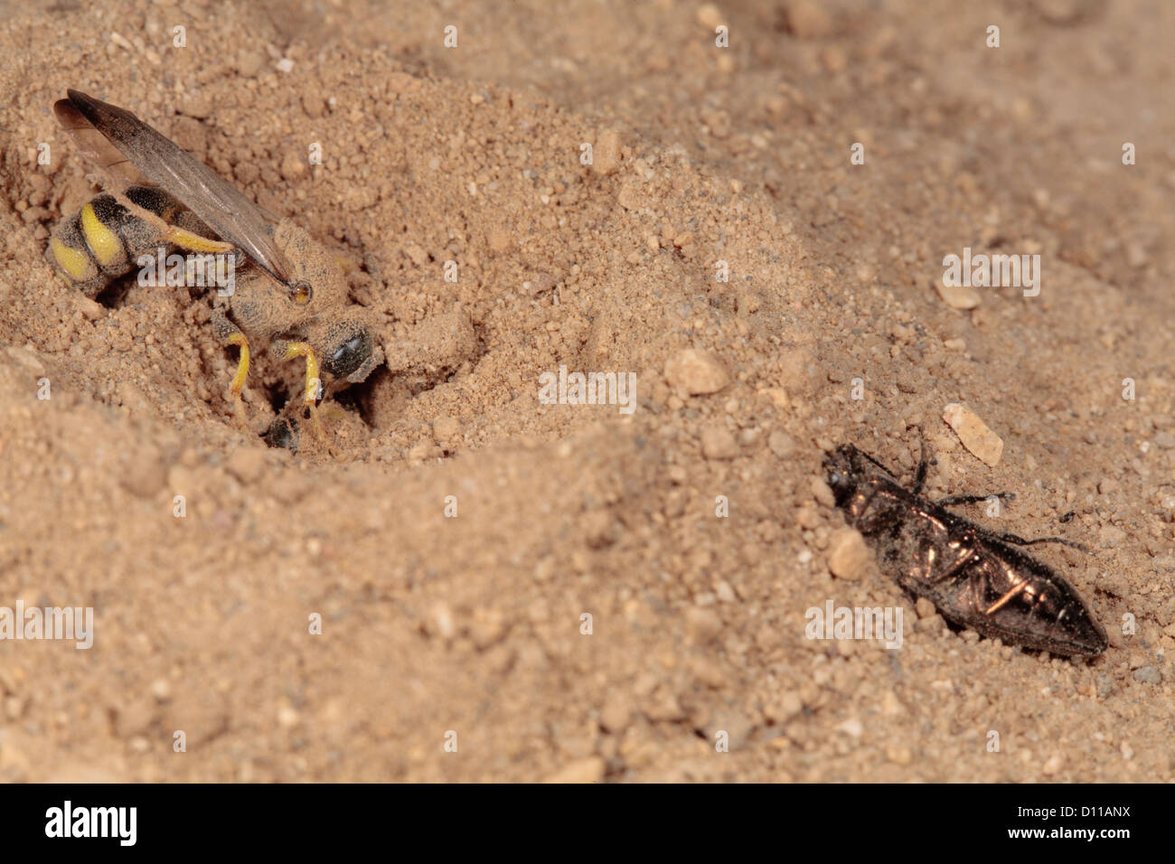 Solitary Wasp Cerceris bupresticida opening entrance to nest burrow, with Buprestid beetle prey. Stock Photo