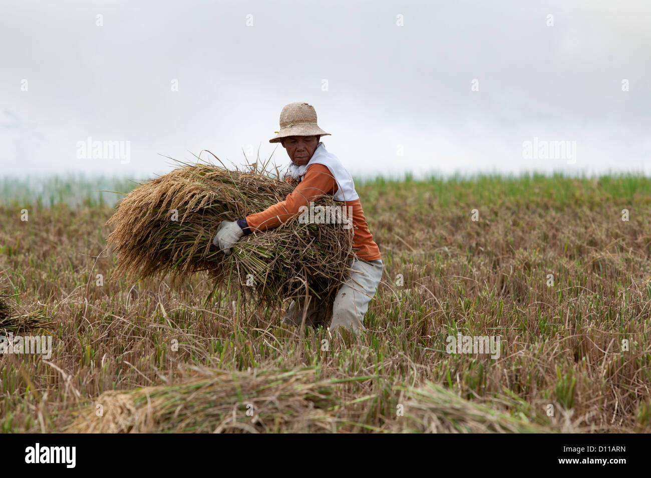 Workers harvesting rice near Cikarang, Java. Indonesia Stock Photo - Alamy