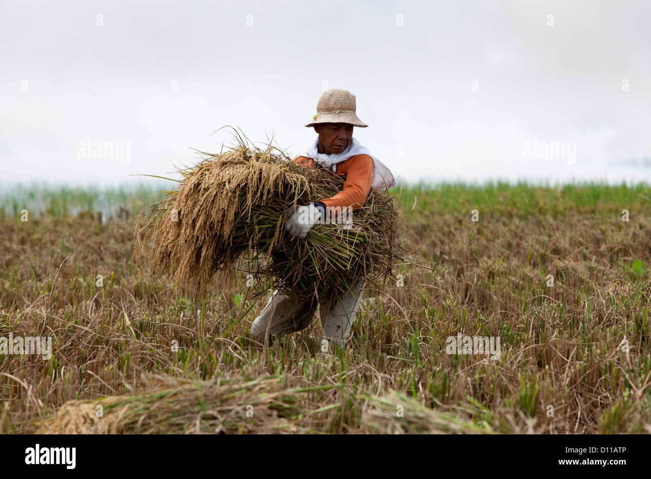 Workers harvesting rice near Cikarang, Java. Indonesia Stock Photo - Alamy