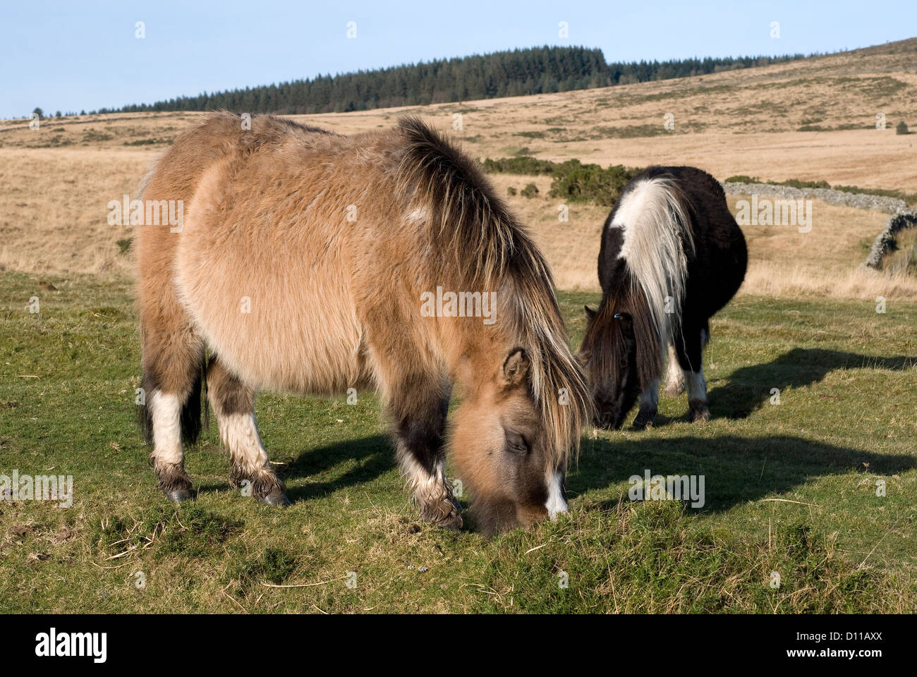 Devon, Dartmoor ponies Stock Photo Alamy