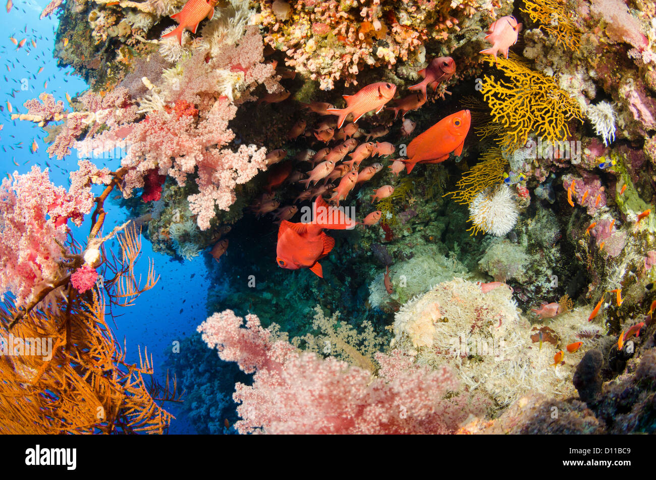 Typical Red Sea coral reef, Elphinstone Reef, Marsa Alam, Egypt, Red Sea, Indian Ocean Stock Photo