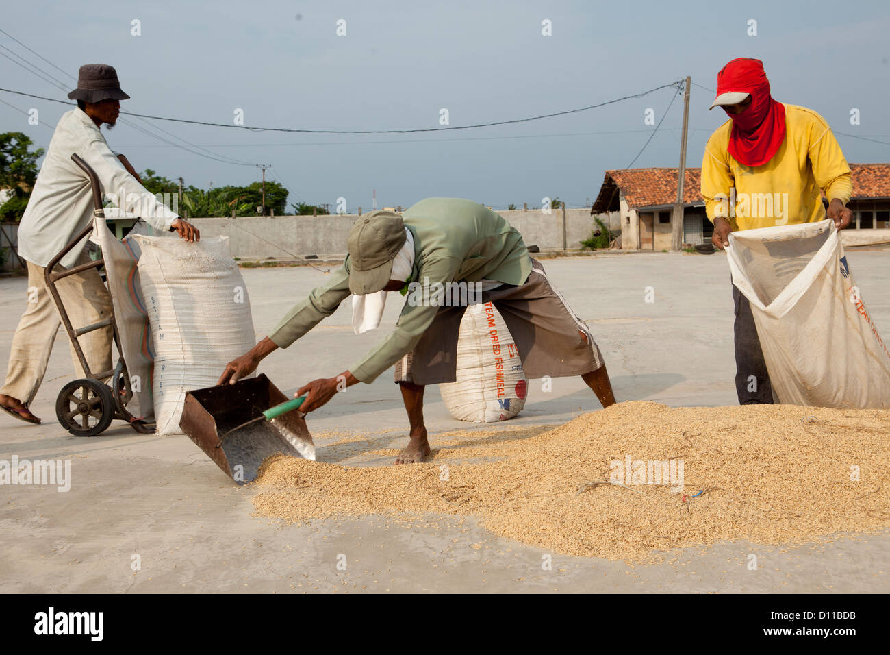 Workers spreading rice to be dried and bagged for export. Cikarang ...