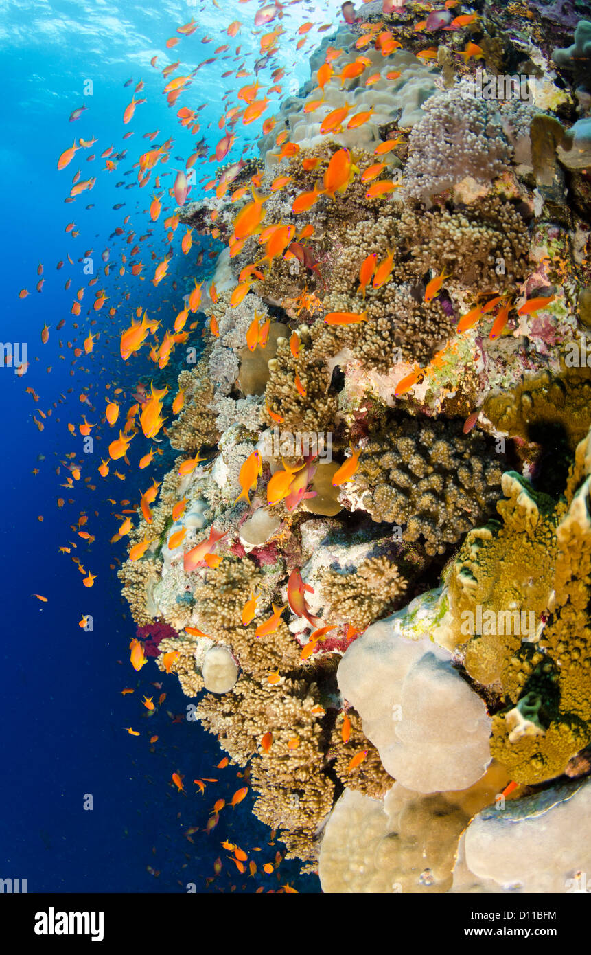 Typical Red Sea coral reef, Elphinstone Reef, Marsa Alam, Egypt, Red Sea, Indian Ocean Stock Photo