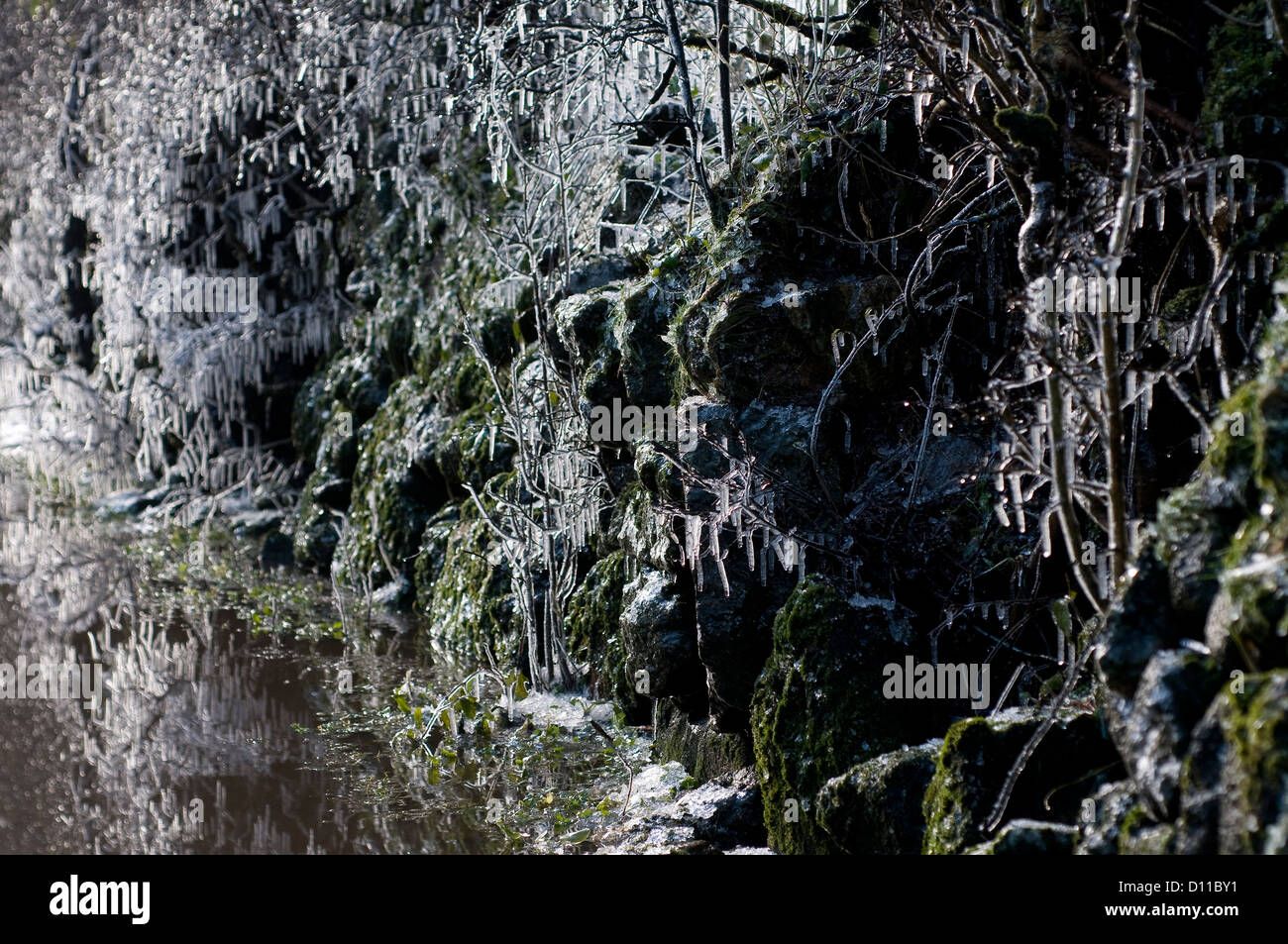 Icicles in Devon hedge Stock Photo