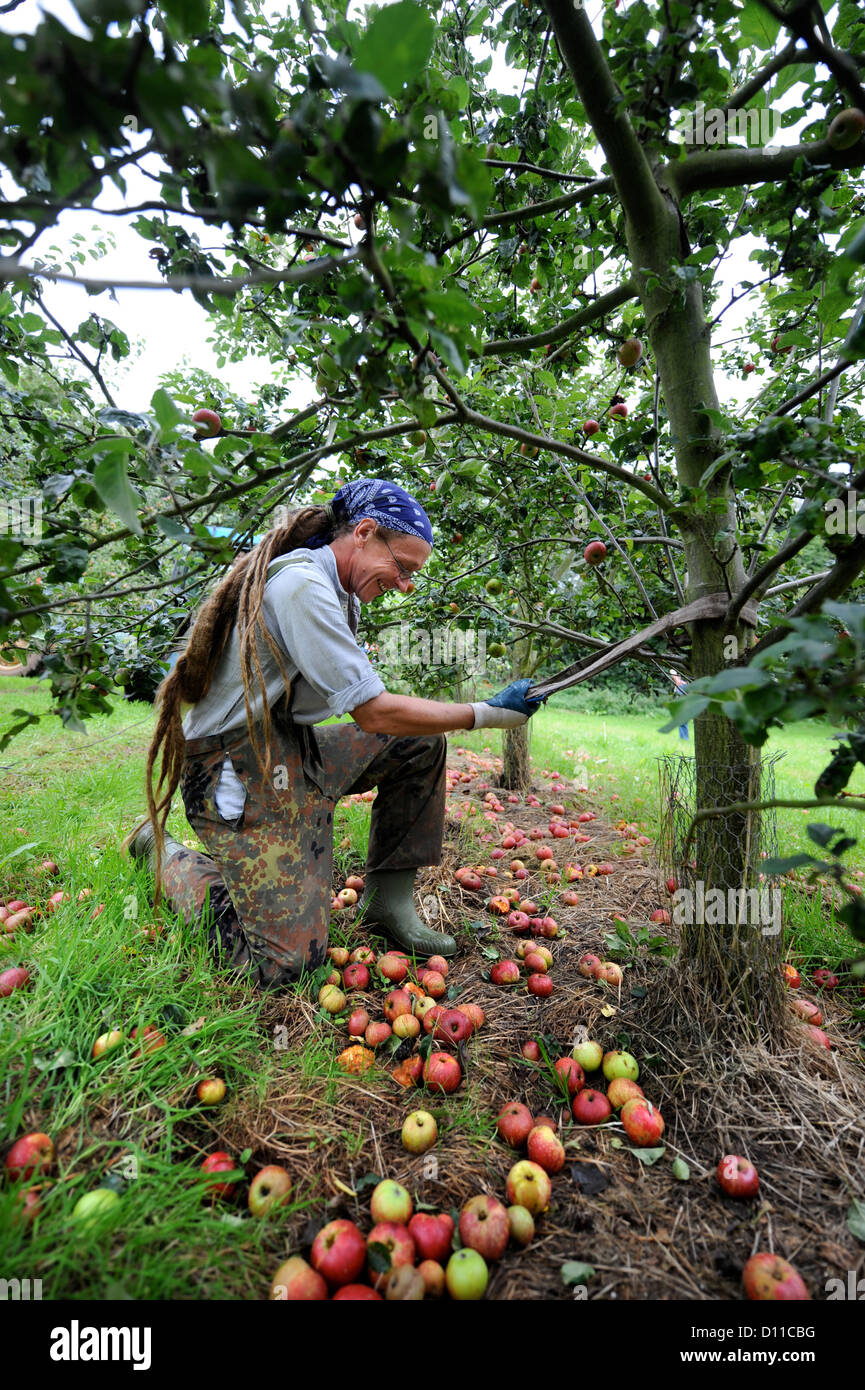 Cider apple orchard uk hires stock photography and images Alamy