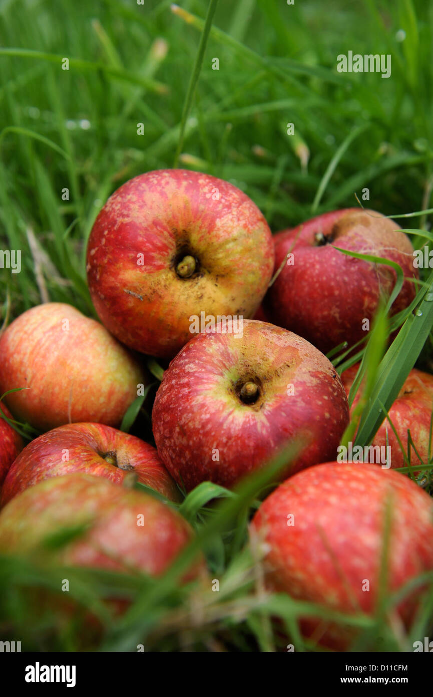 Windfall cider apples still life in a Herefordshire orchard UK Stock