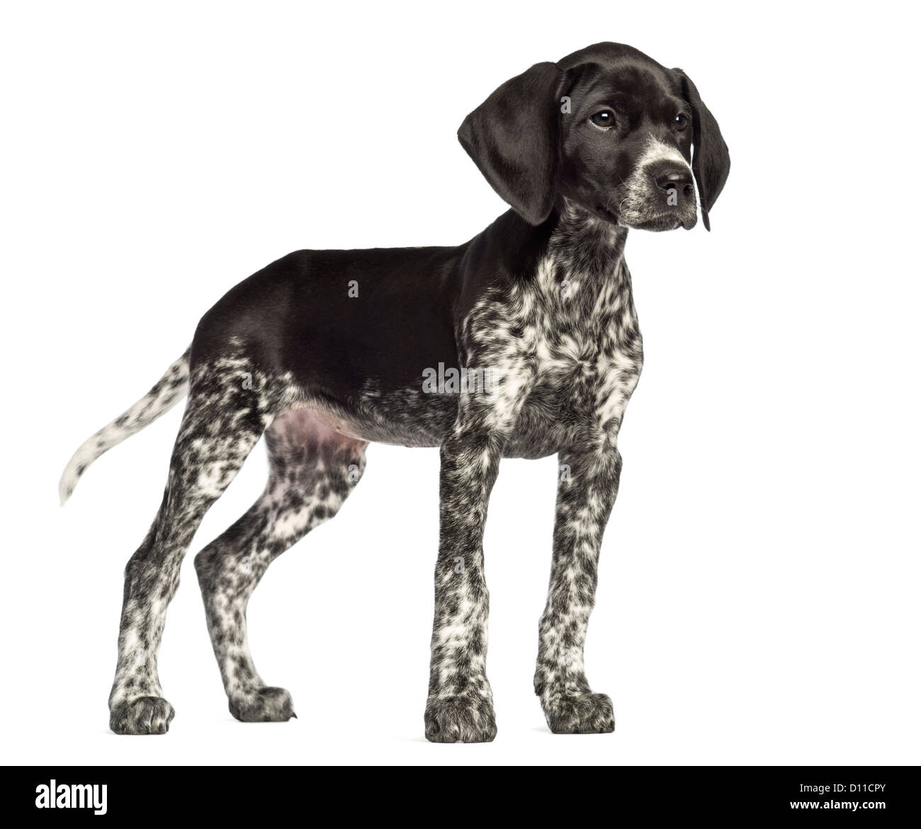 Black german shorthaired pointer hi-res stock photography and images - Alamy