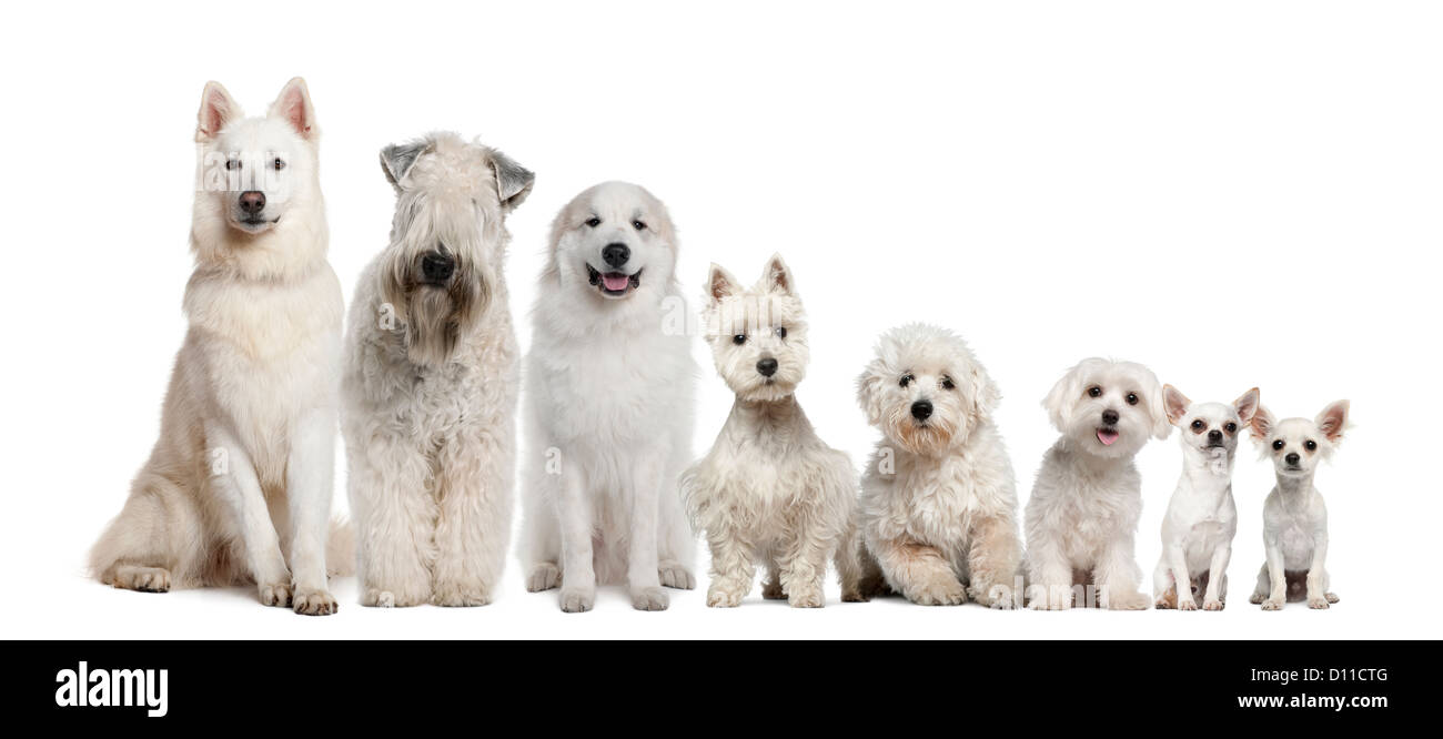 Group of white dogs sitting, from taller to smaller against white background Stock Photo