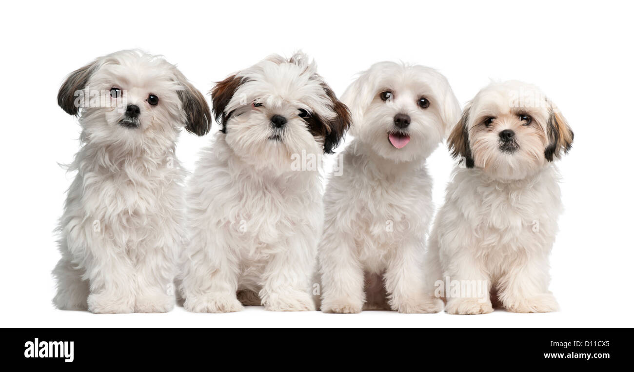 Maltese Shih Tzu High Resolution Stock Photography and Images - Alamy