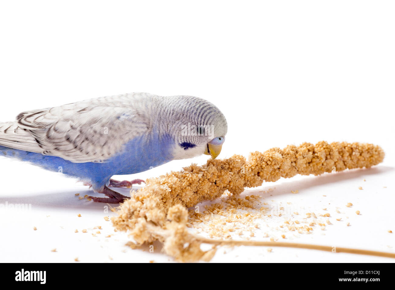 Birds That Eat Millet