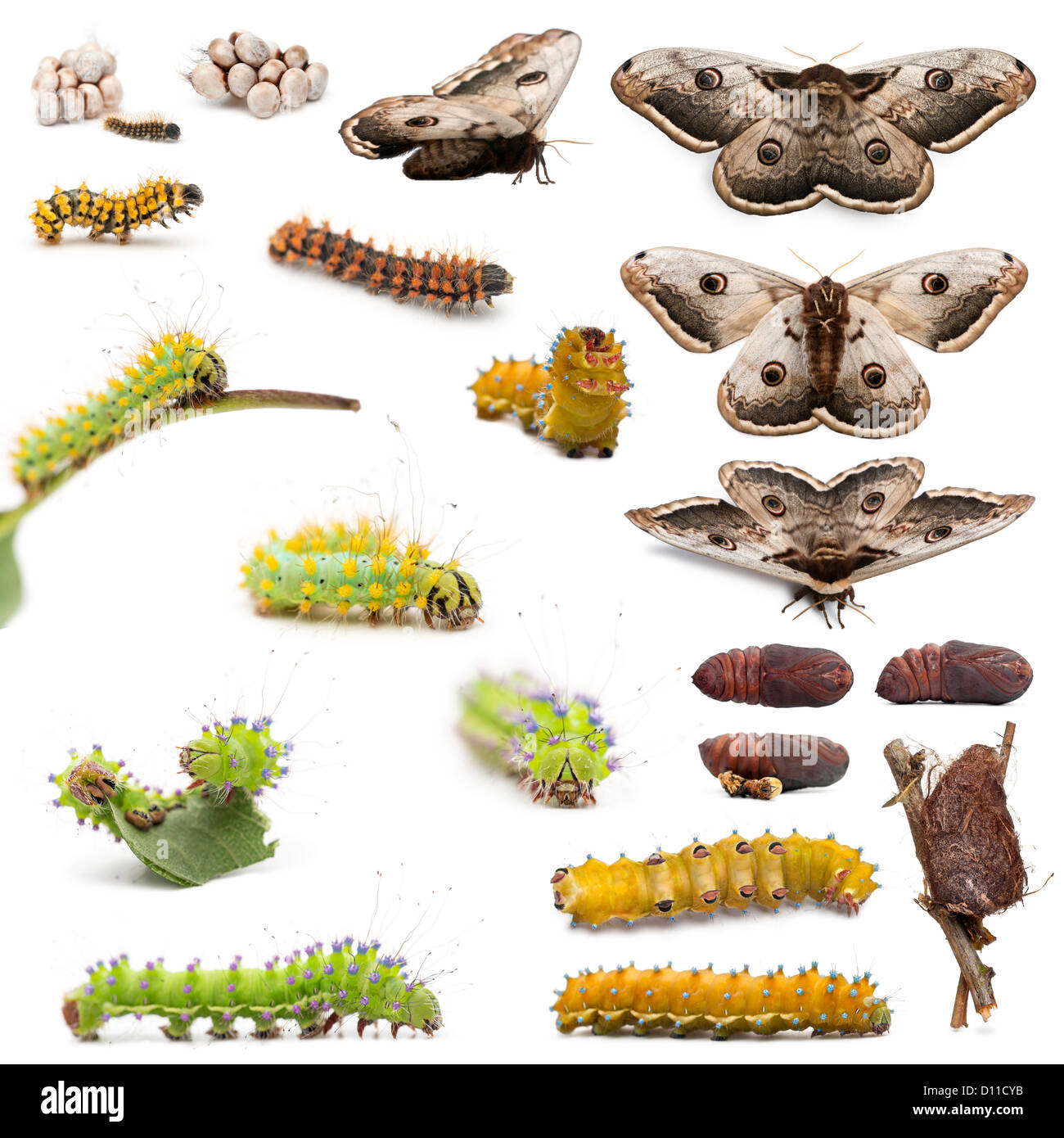 Complete life cycle of Giant Peacock Moth, Saturnia pyri, caterpillars with cocoons and moths against white background Stock Photo