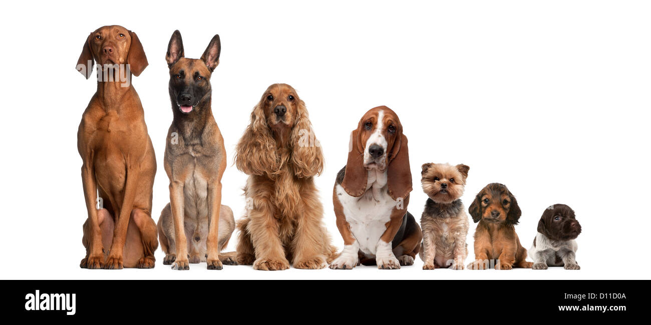 Group of brown dogs sitting, from taller to smaller against white background Stock Photo