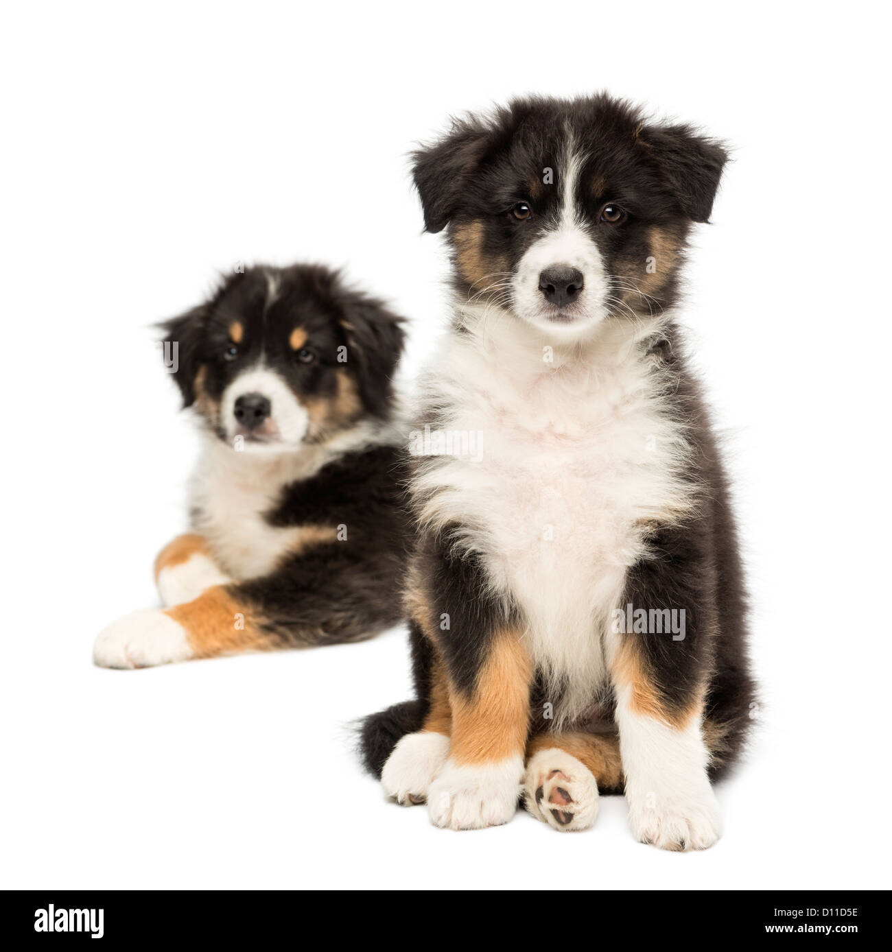 Two Australian Shepherd puppies, 2 months old, sitting with focus on foreground against white background Stock Photo