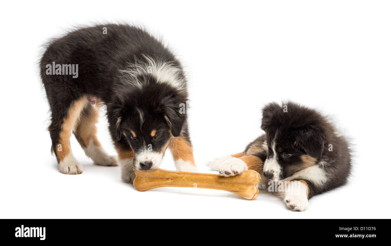 Two Australian Shepherd puppies, 2 months old, eating a knuckle bone against white background Stock Photo