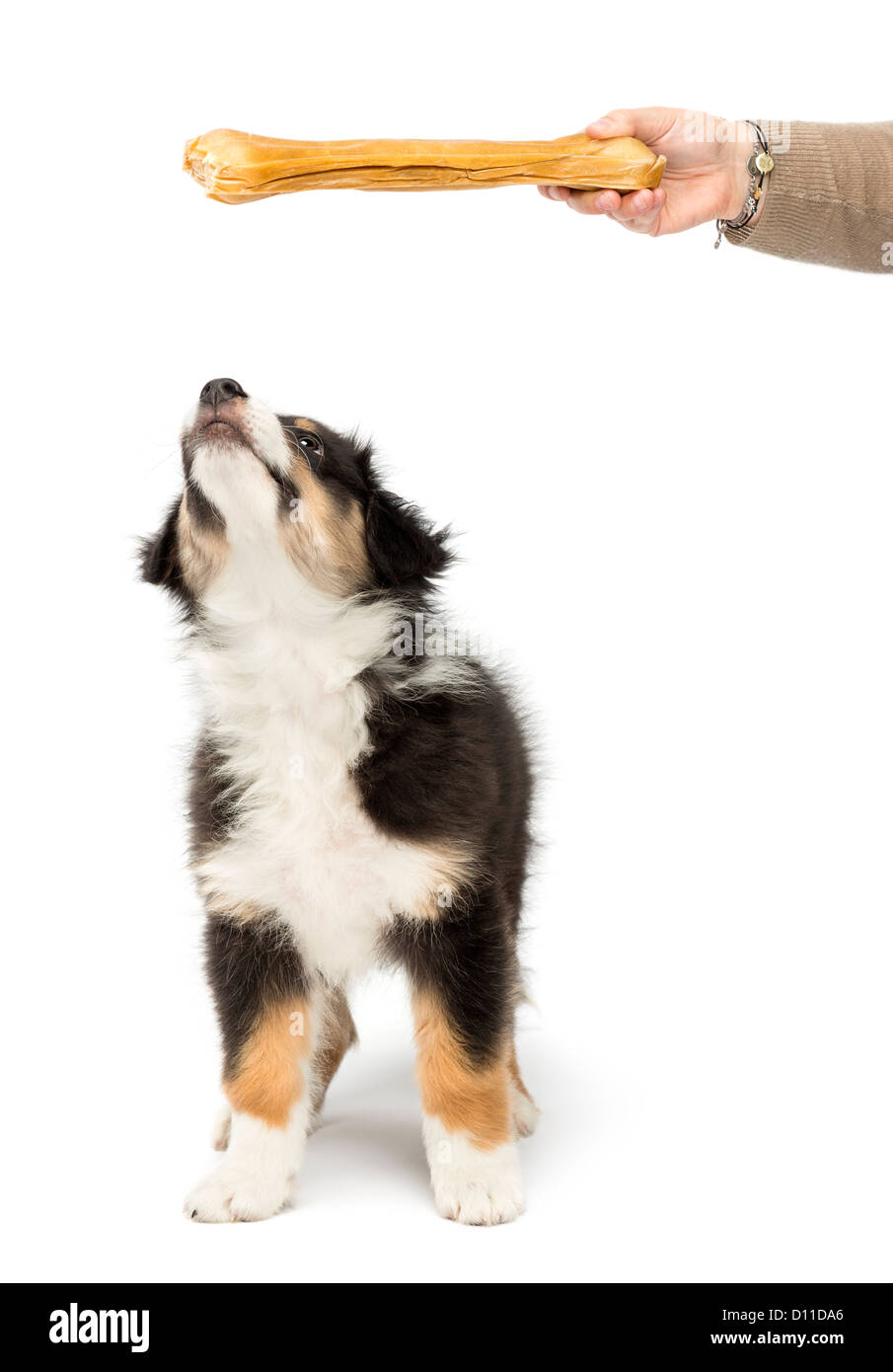 Australian Shepherd puppy, 2 months old, looking up at a knuckle bone against white background Stock Photo