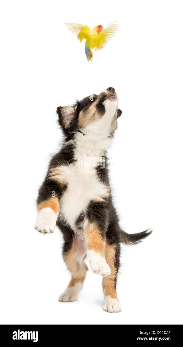 Australian Shepherd puppy, 2 months old, leaping and trying to catch a lovebird against white background Stock Photo