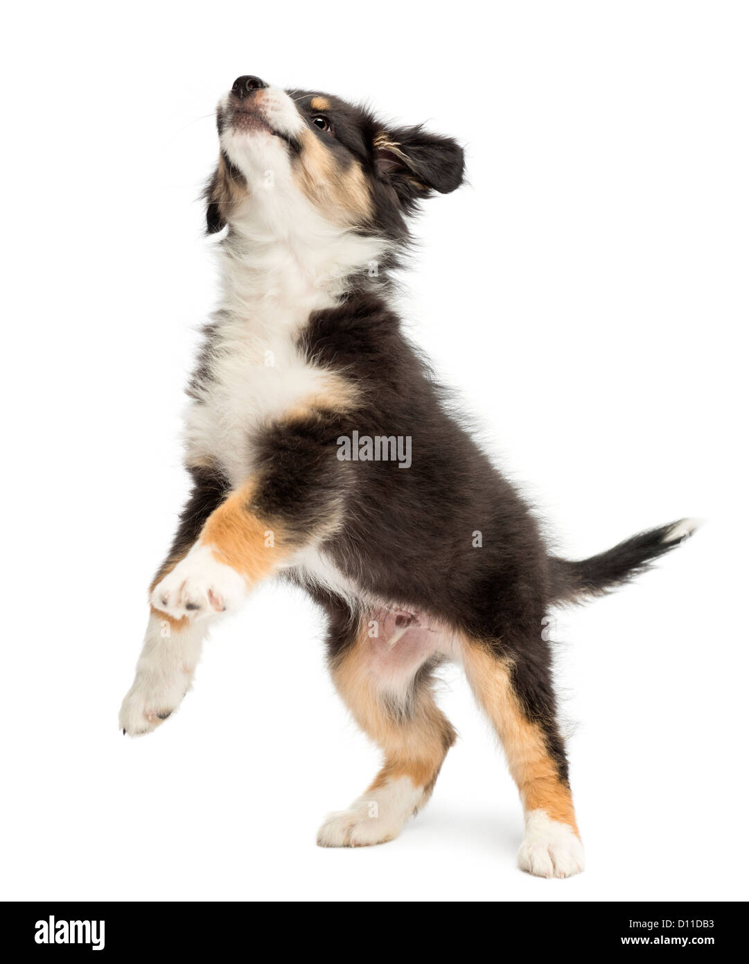 Australian Shepherd puppy, 2 months old, on hind legs and looking up against white background Stock Photo