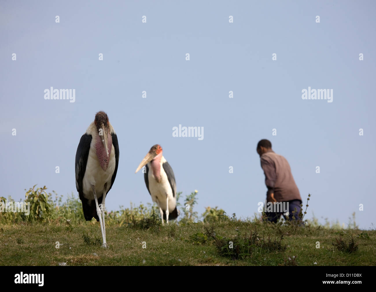 Big Birds Casually Walking At Zway Lake Market, Ethiopia Stock Photo