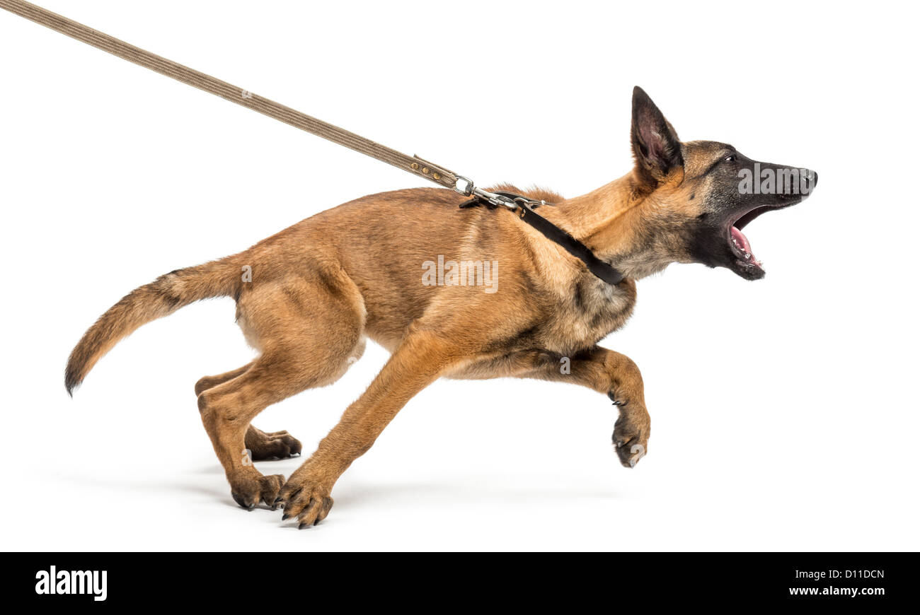 Dog aggressive to other dogs on leash best sale