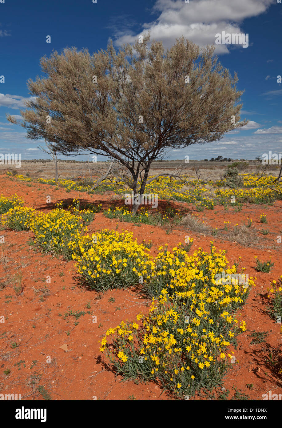 Landscape in outback Australia with yellow wildflowers, Senecio species, and solitary mulga / acacia tree on vast plains Stock Photo
