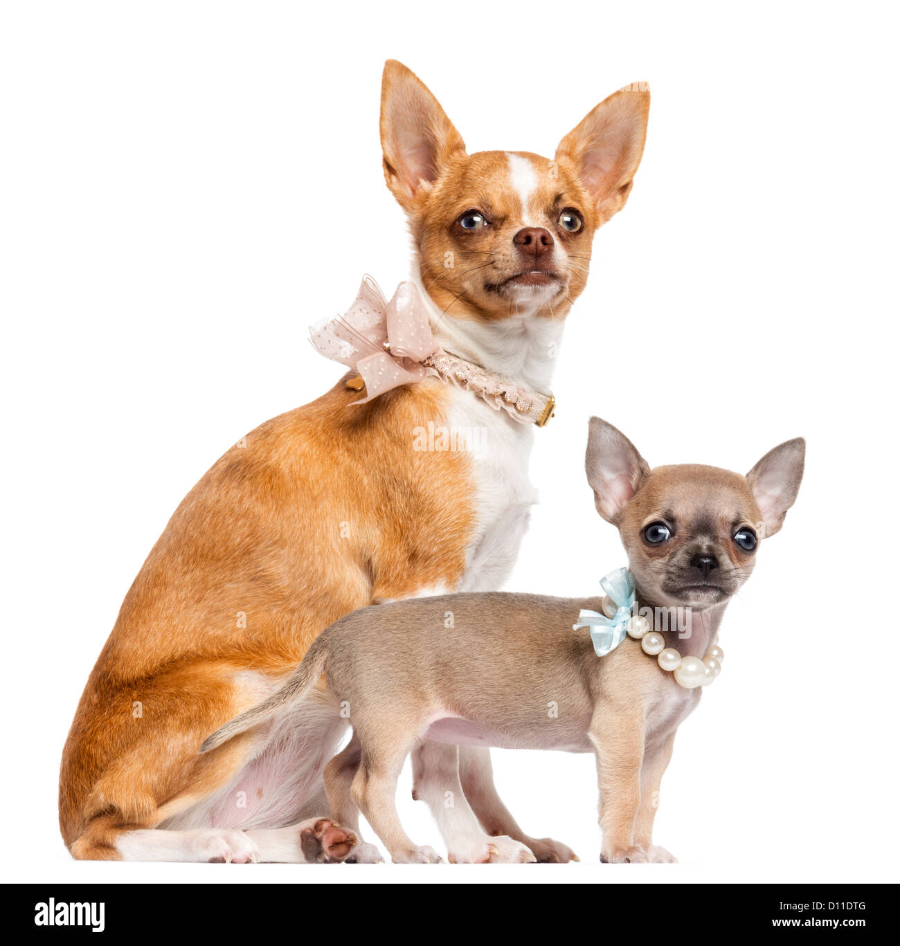Two Chihuahua puppies, 4 and 7 months old, sitting and wearing pearl and lace collars against white background Stock Photo