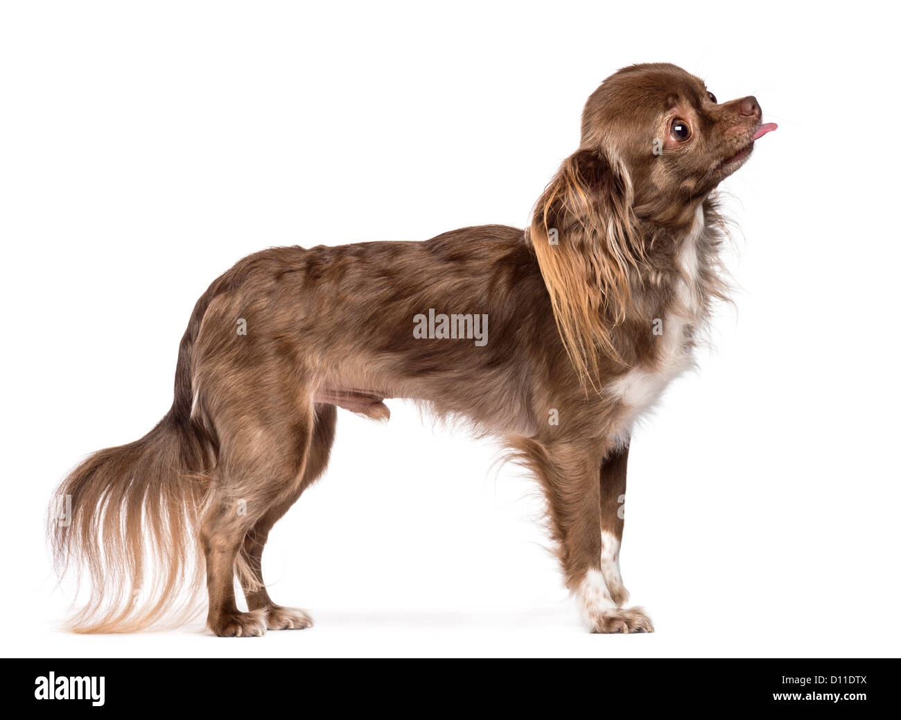 Side view of a Chihuahua standing and sticking its tongue out against white background Stock Photo