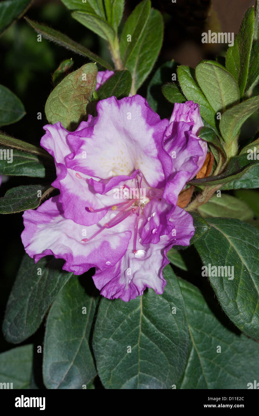 Mauve and white flowers and foliage of Azalea indica 'Rosa Belton' Stock Photo