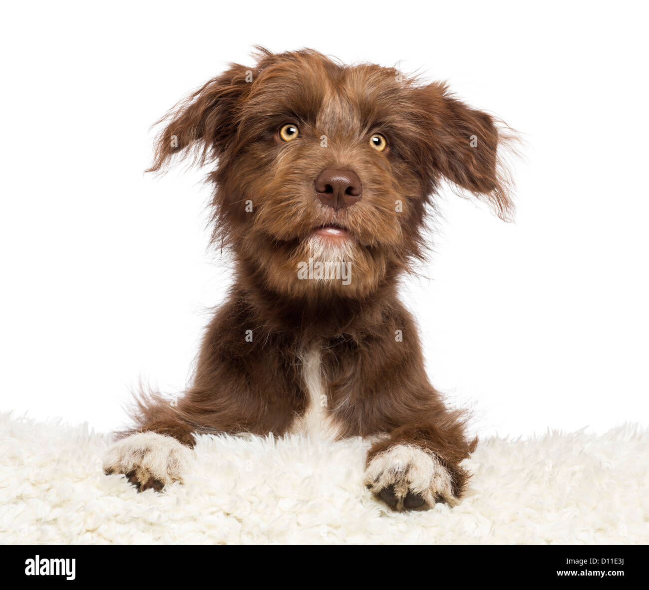 Crossbreed dog lying on white fur and looking away against white background Stock Photo