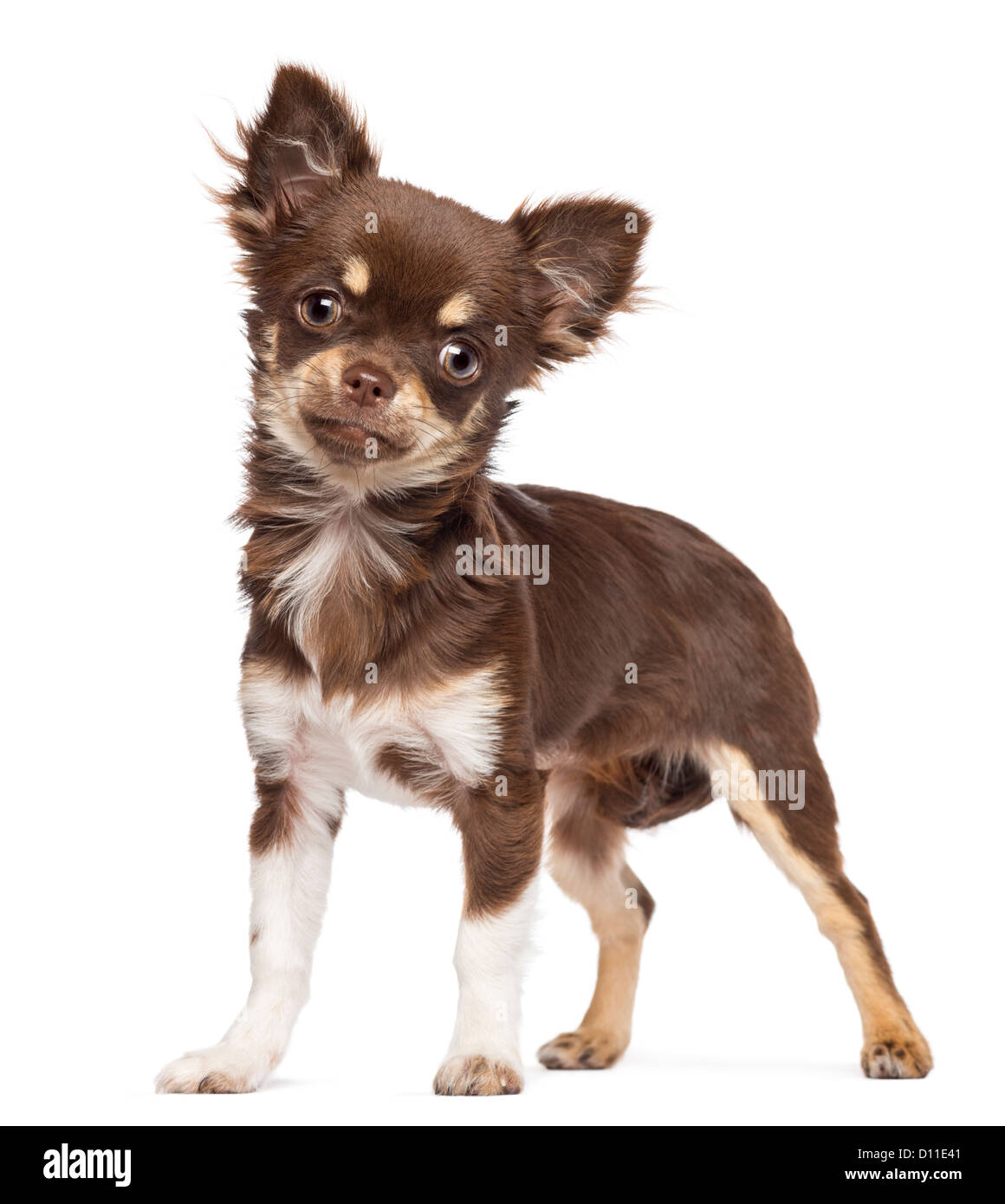 чихуахуа баттерфляй. чихуа рост. чихуахуа мини рост. чихуа рост. чих мини мини чихуахуа.