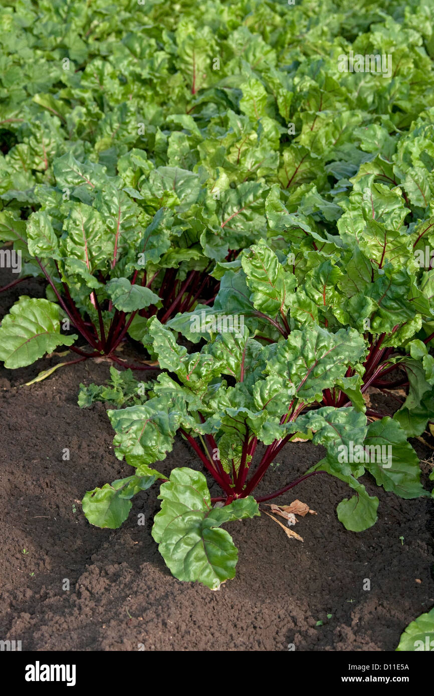 Crop of beetroot with vivid emerald leaves growing in fertile soil on farm in the Lockyer Valley in Queensland Australia Stock Photo