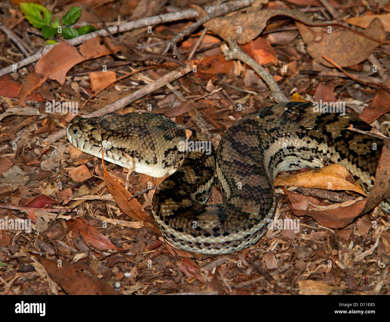 Australian carpet python, a snake moving across dry brown leaves on forest floor in Queensland Australia Stock Photo