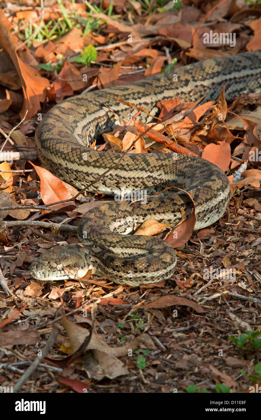 Australian carpet snake, a python, moving across dry brown leaves on