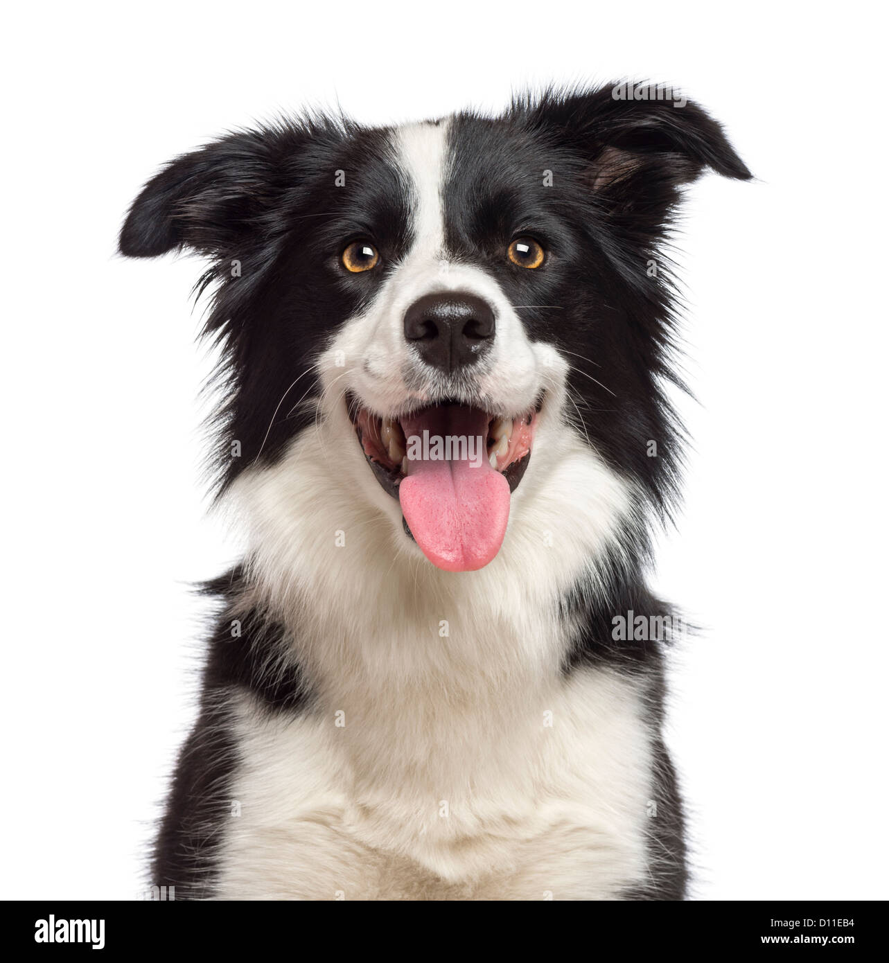 Border Collie, 1.5 year old, looking at camera against white background Stock Photo
