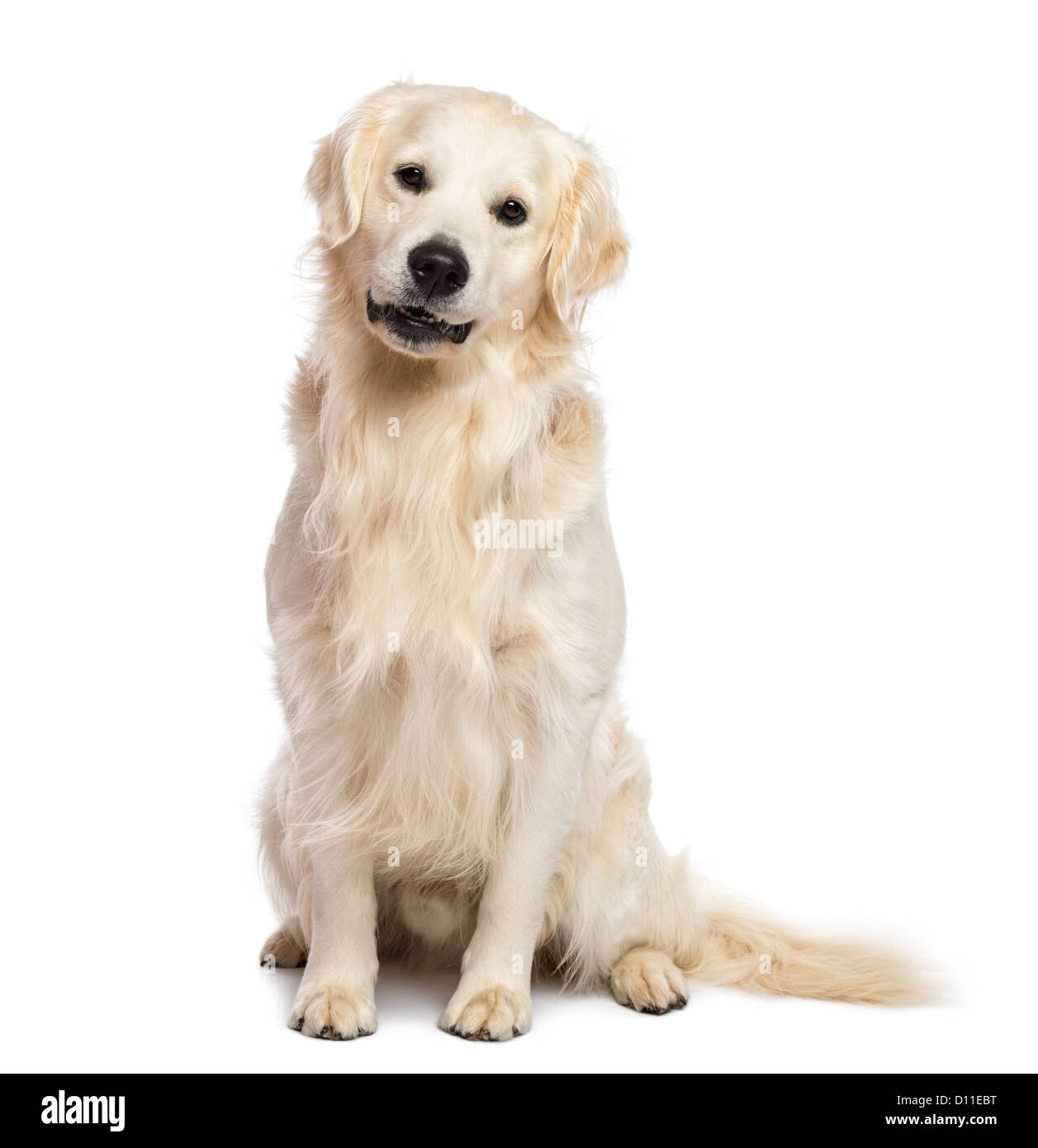 Golden retriever looking front hi-res stock photography and images - Alamy