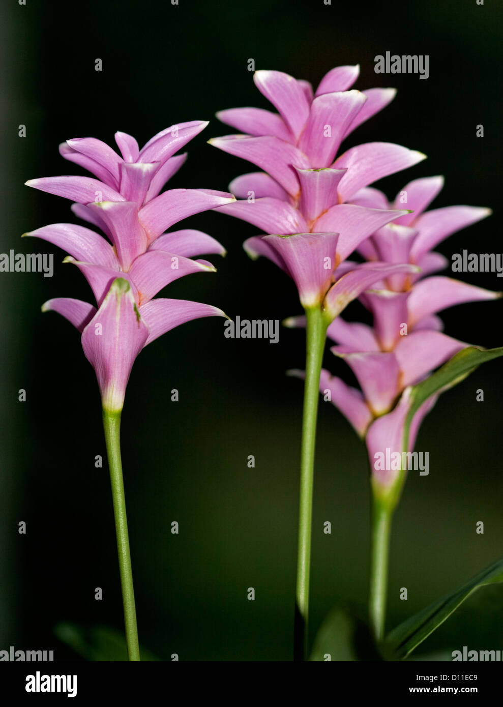 Group of flower spikes of Curcuma sparganifolia 'Pink Pearl', ornamental ginger - a tropical flowering plant on dark background Stock Photo