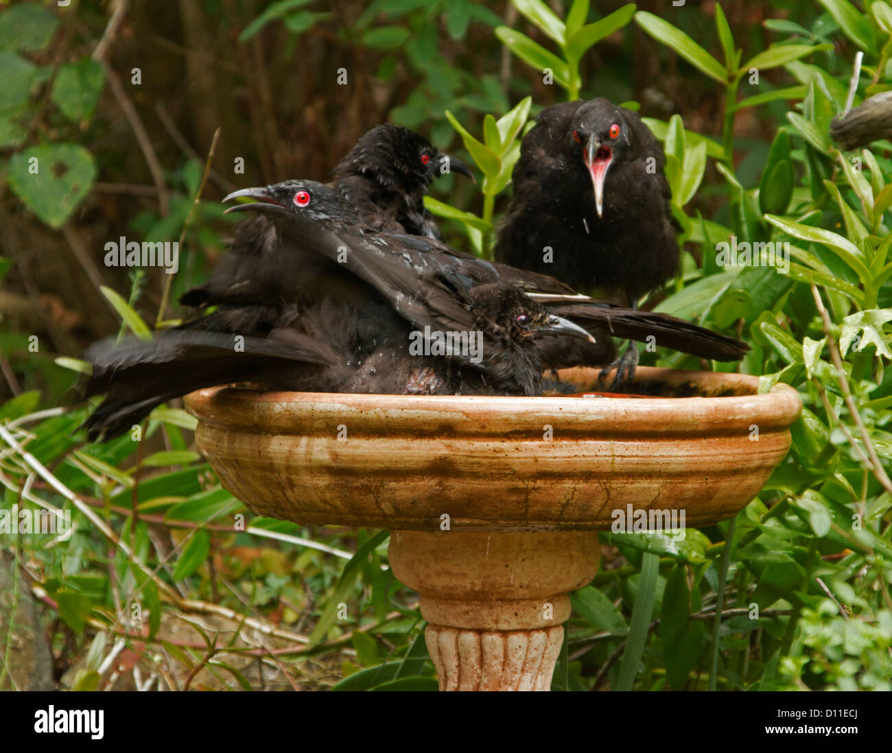 Family Of Australian Currawongs In Terracotta Bird Bath In Garden