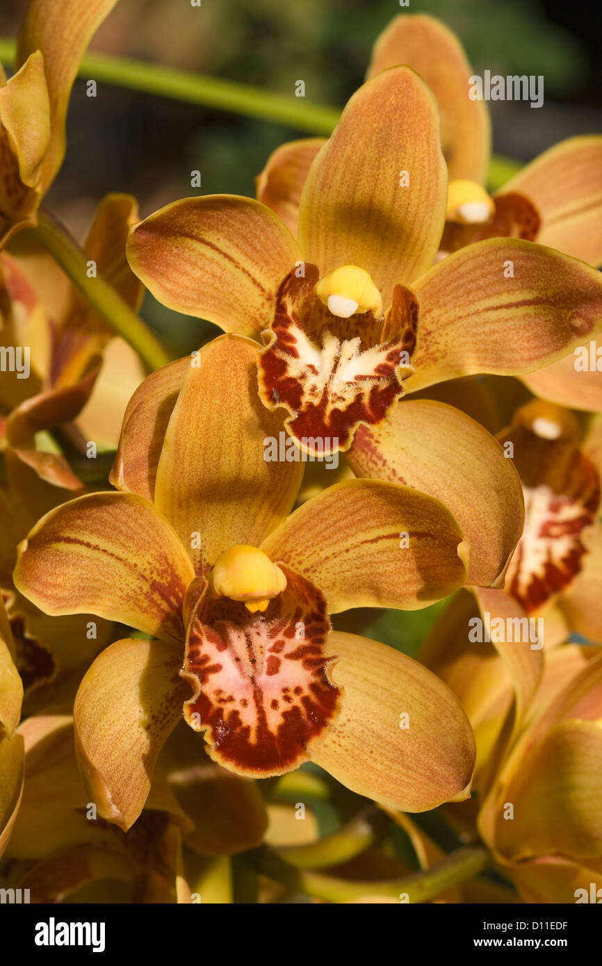 Close up of yellow and red flowers of Cymbidium orchid - Winter Beauty x Tethys x Eight Carat Stock Photo