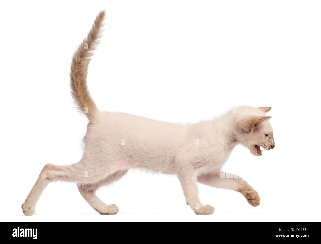 Oriental Shorthair kitten, 9 weeks old, running and meowing against white background Stock Photo