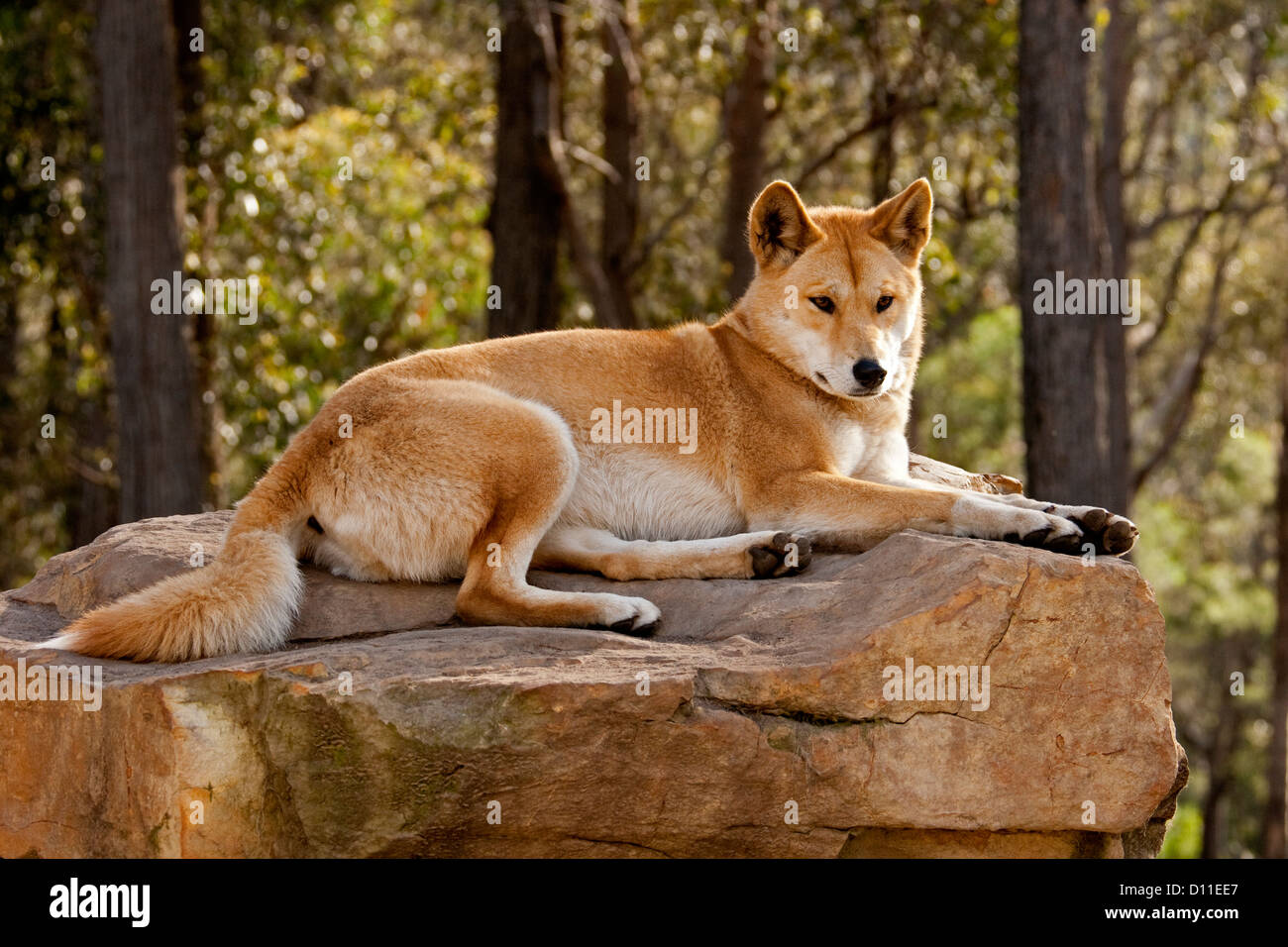 Australian dingo - native dog Canis lupus / familiaris- on rock in a forest at wildlife sanctuary near Merimbula, NSW Australia Stock Photo