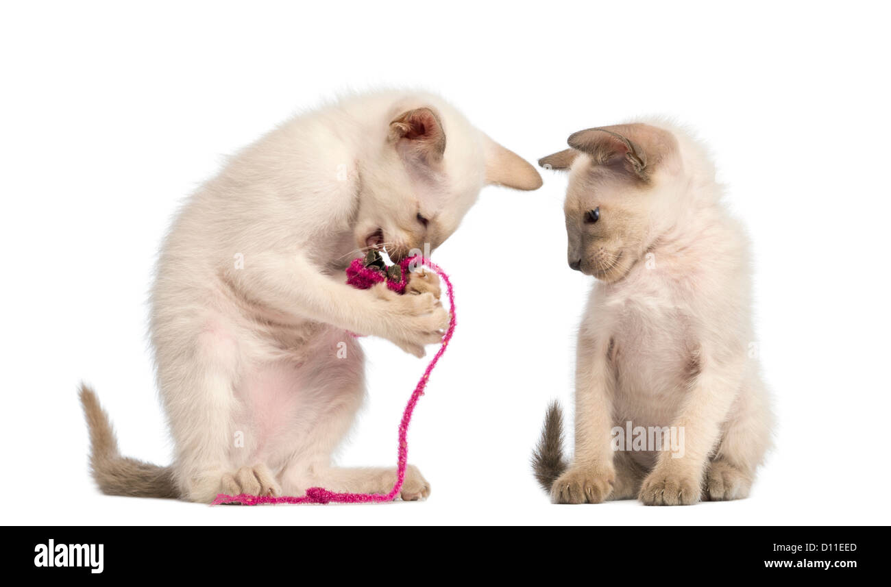 Oriental Shorthair kitten playing with pink string with another watching against white background Stock Photo