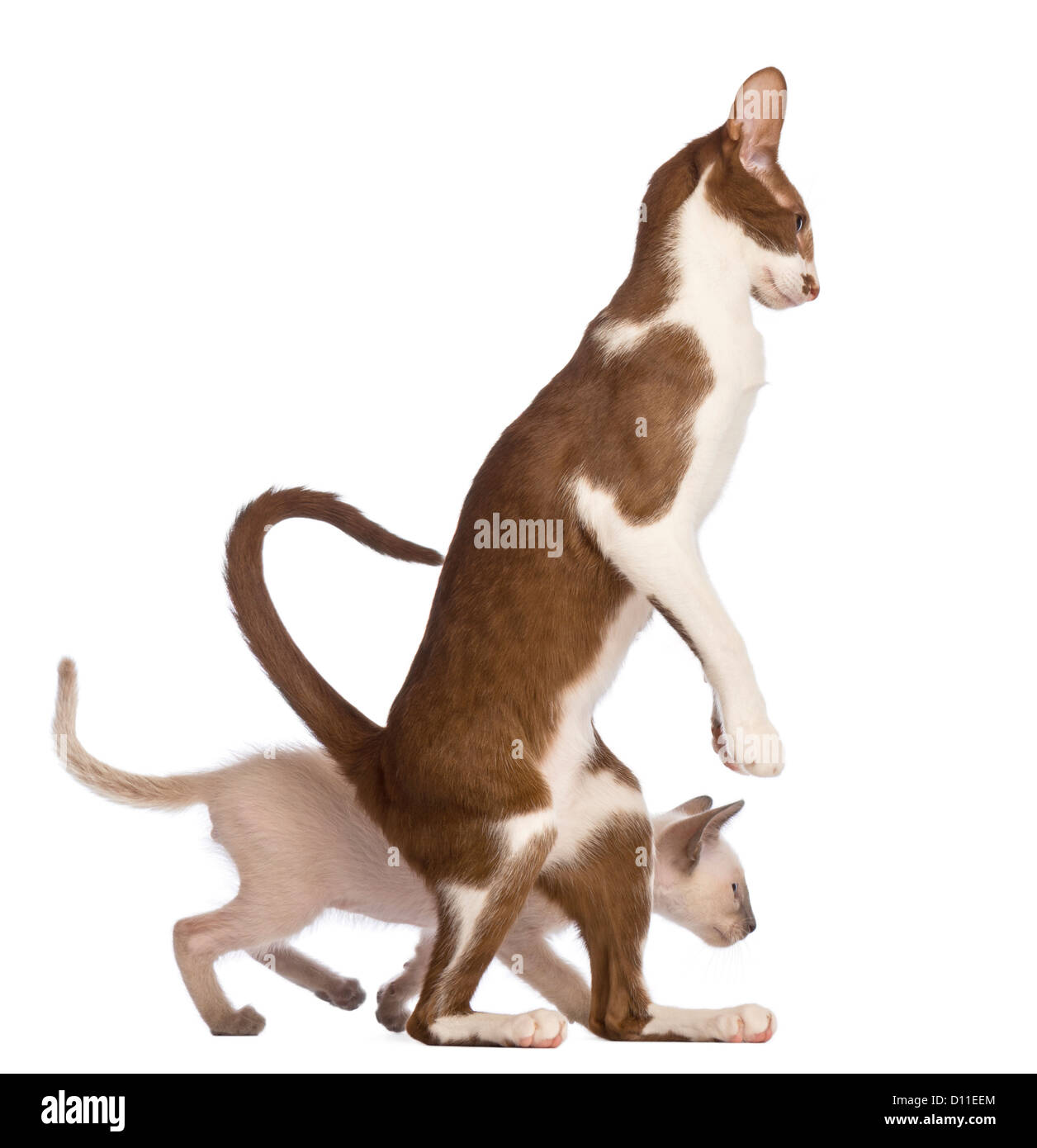 Adult Oriental Shorthair standing on hinds leg with a kitten walking beside against white background Stock Photo